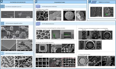 Engineered cell culture microenvironments for mechanobiology studies of brain neural cells